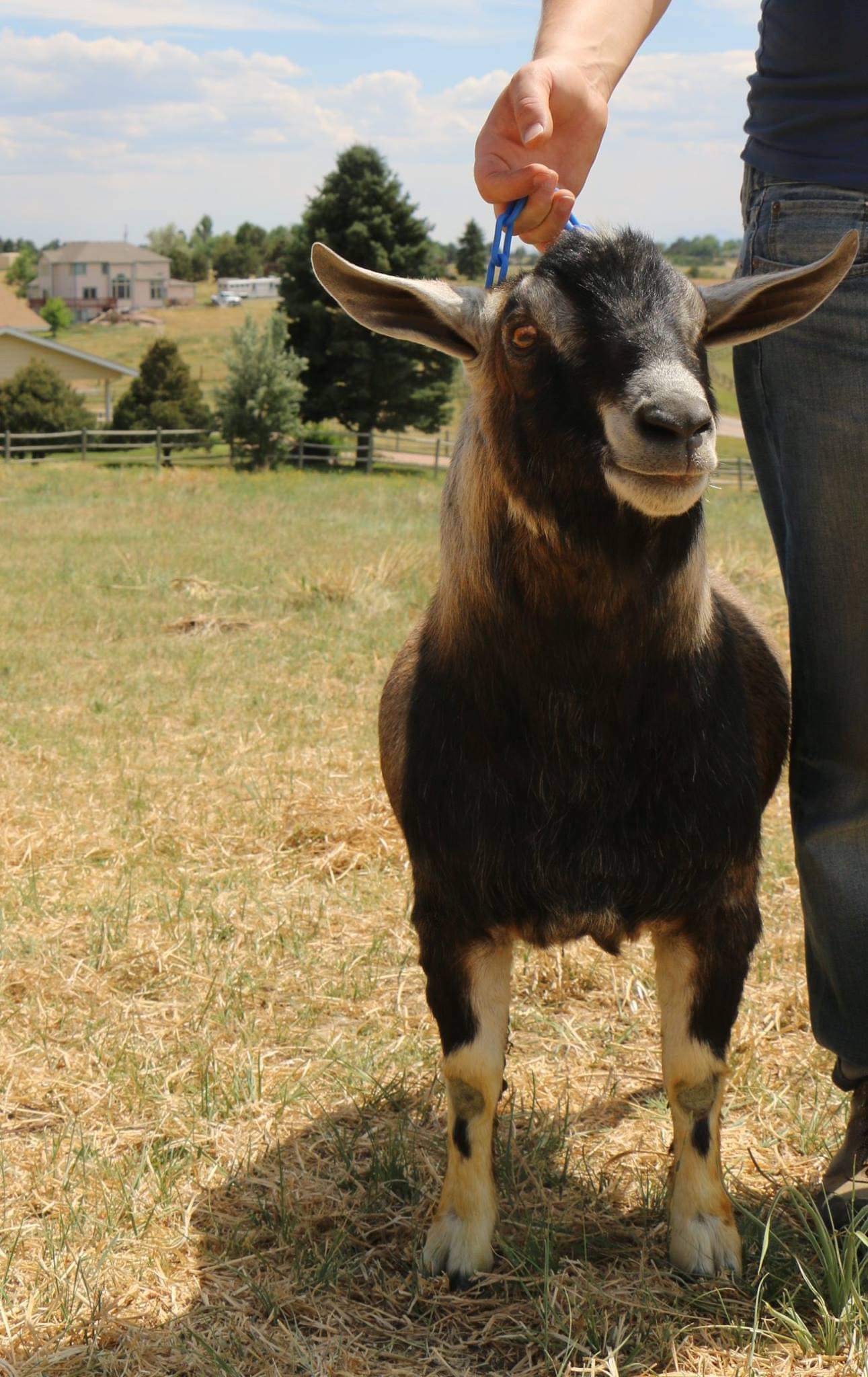 Linebreeding Case Study Still Meadow Kinders Kinder Goat Breeders